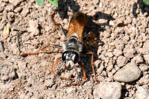 Réf. 244 353 : Sphex funerarius